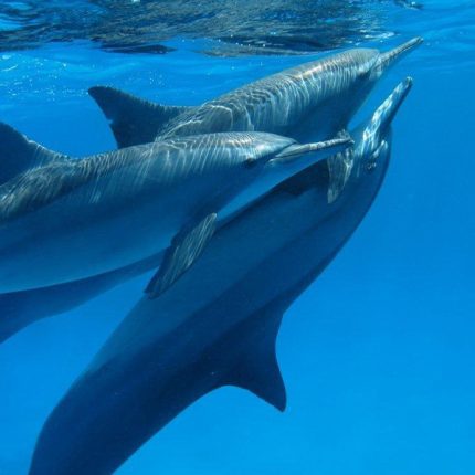 Dolphin House
